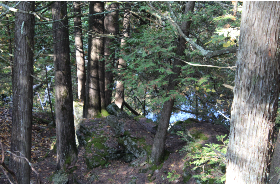 forest with rocky forest floor